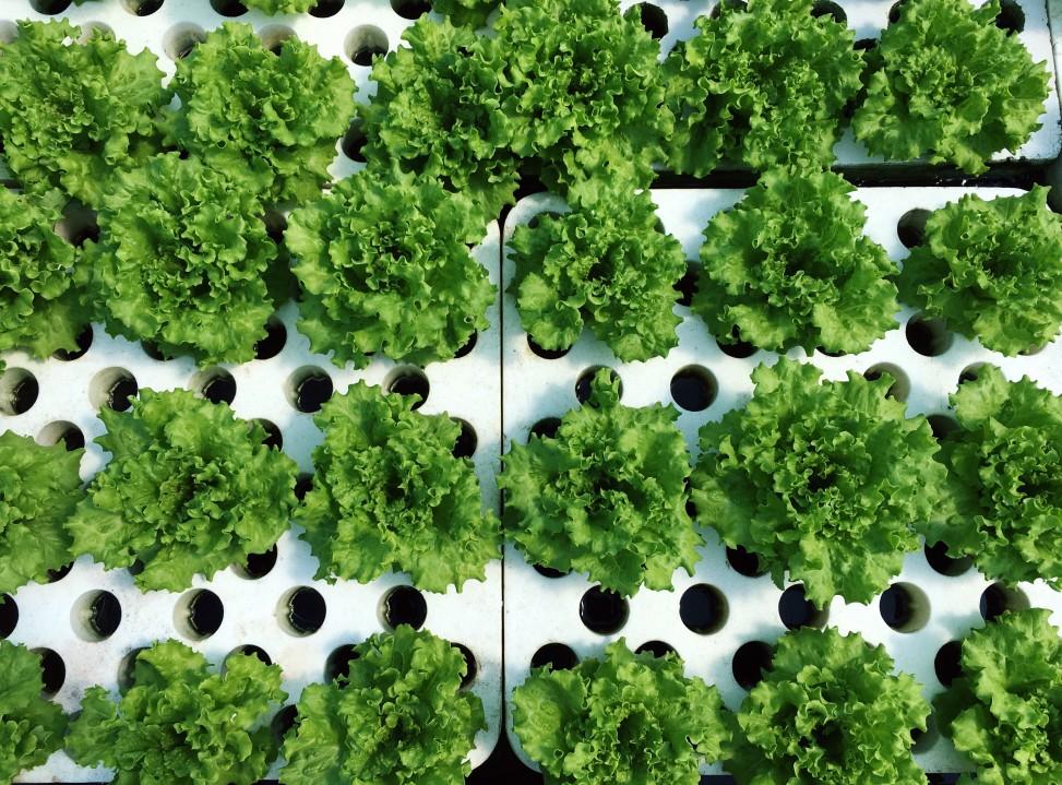 hydroponics