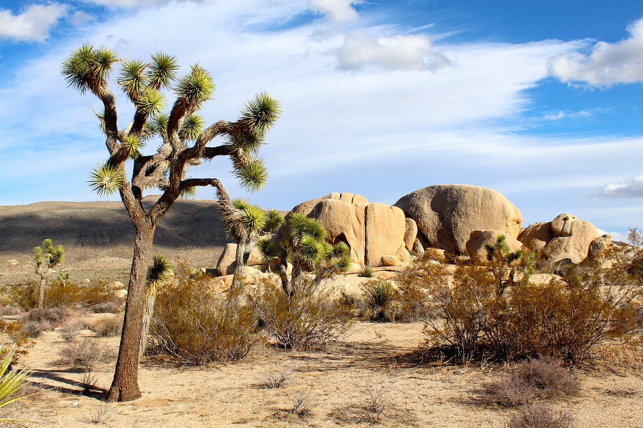 a Joshua tree in front of a stand of gold rocks, under a vibrant blue sky