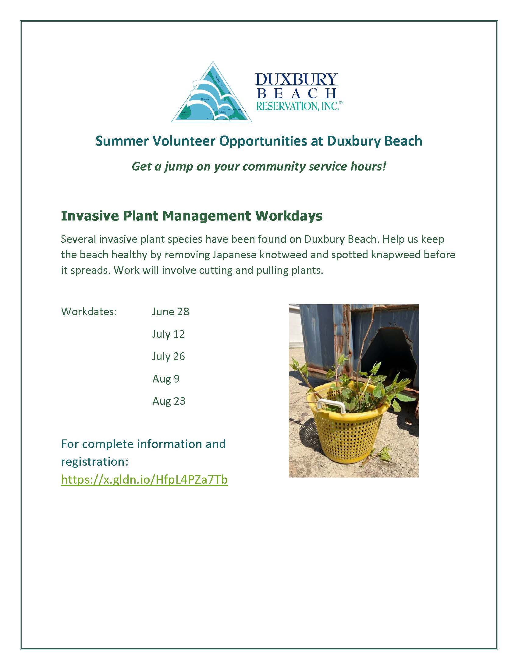 Invasive Plant Management Days at Duxbury Beach
