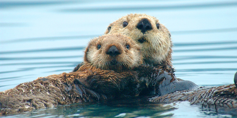 A pair of otters