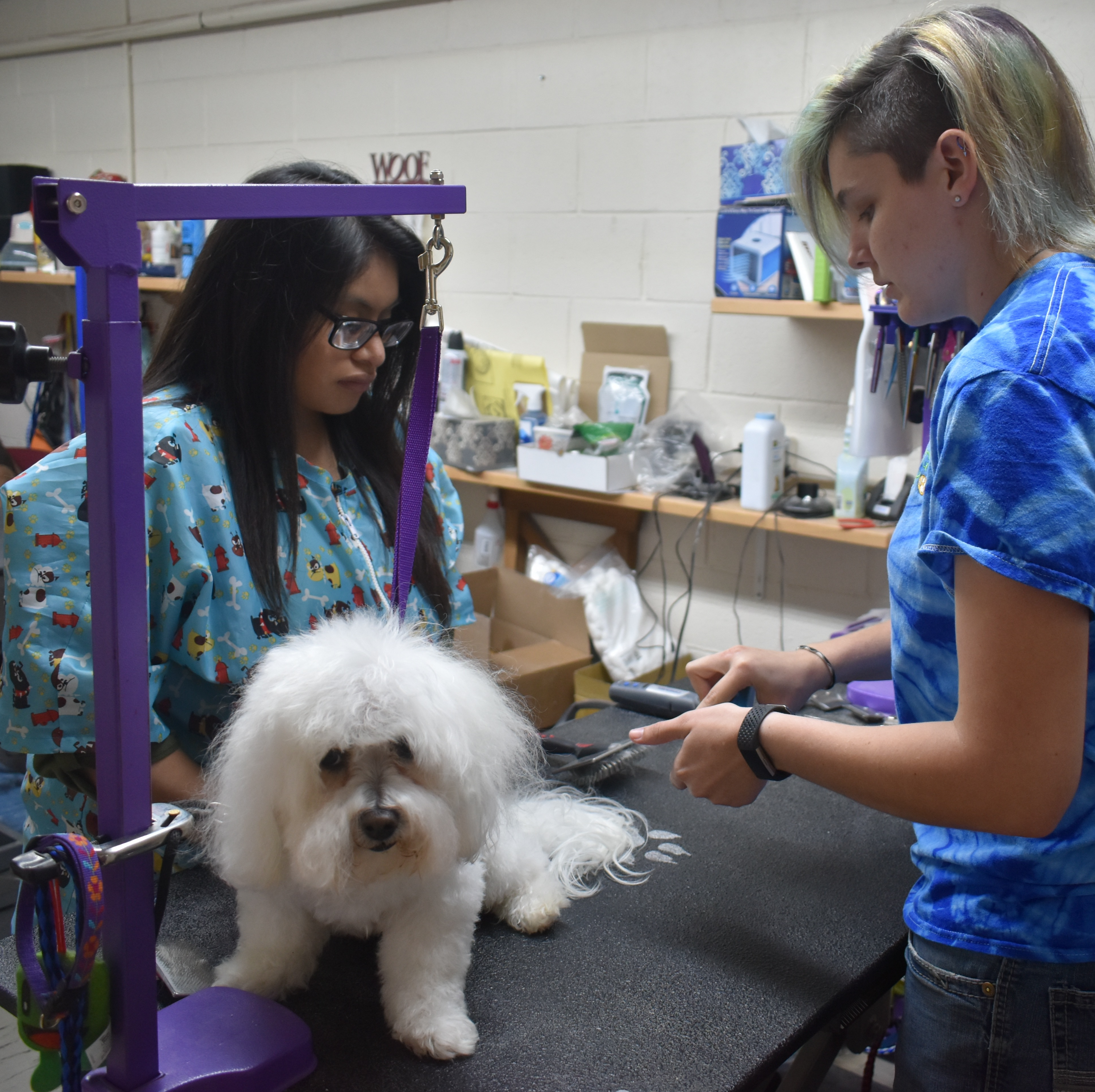 two women groom a white dog