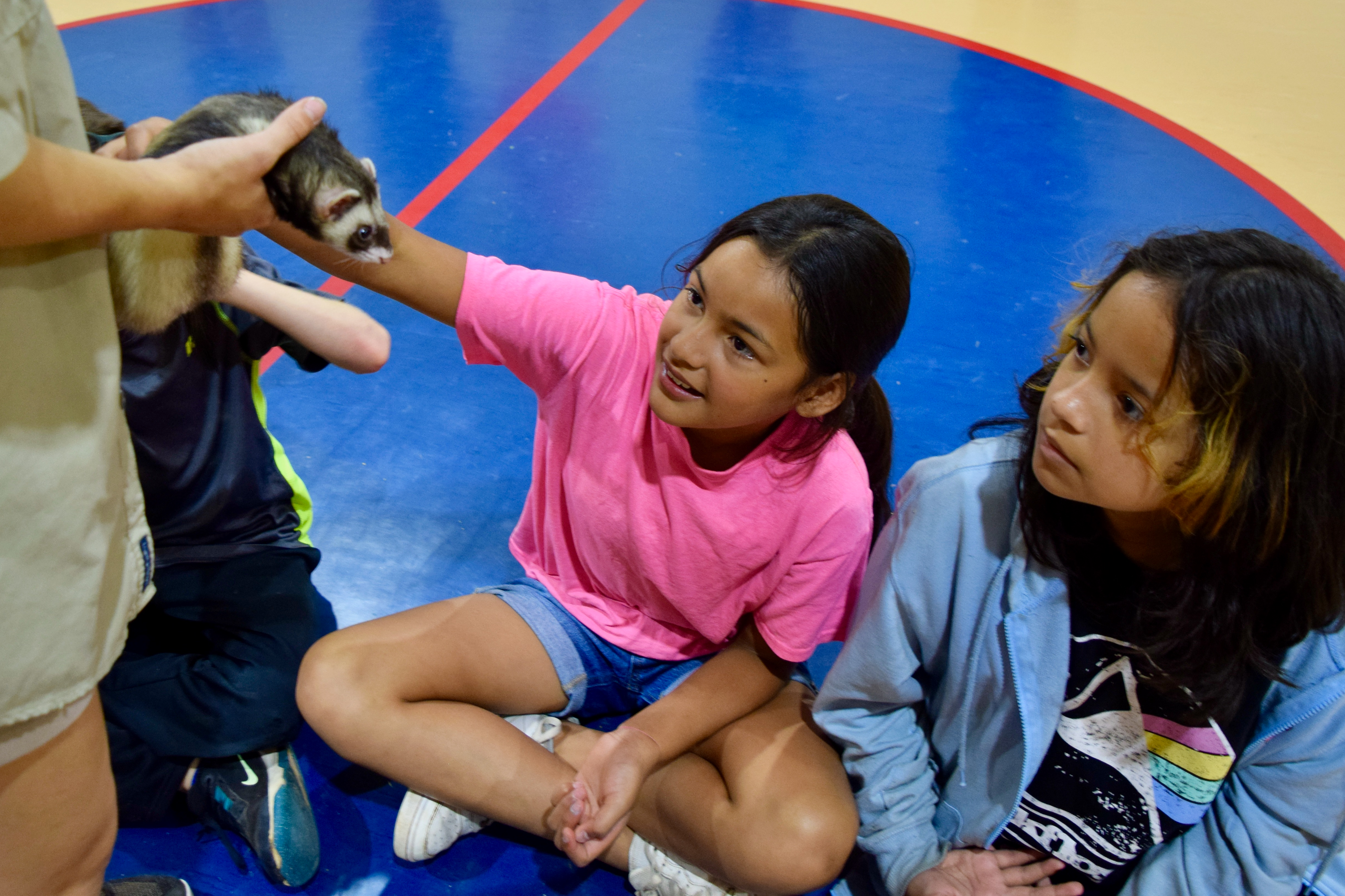 a girl sitting on a gym floor reaches up to pet a ferret
