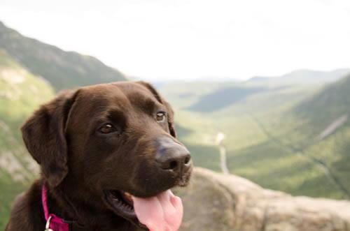 abby rthe dog