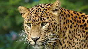 leopard