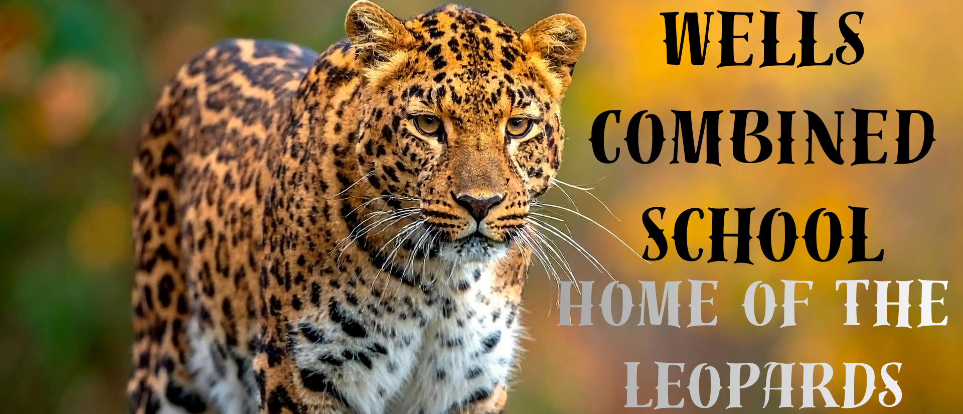 leopards