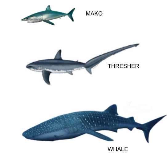 Sharks