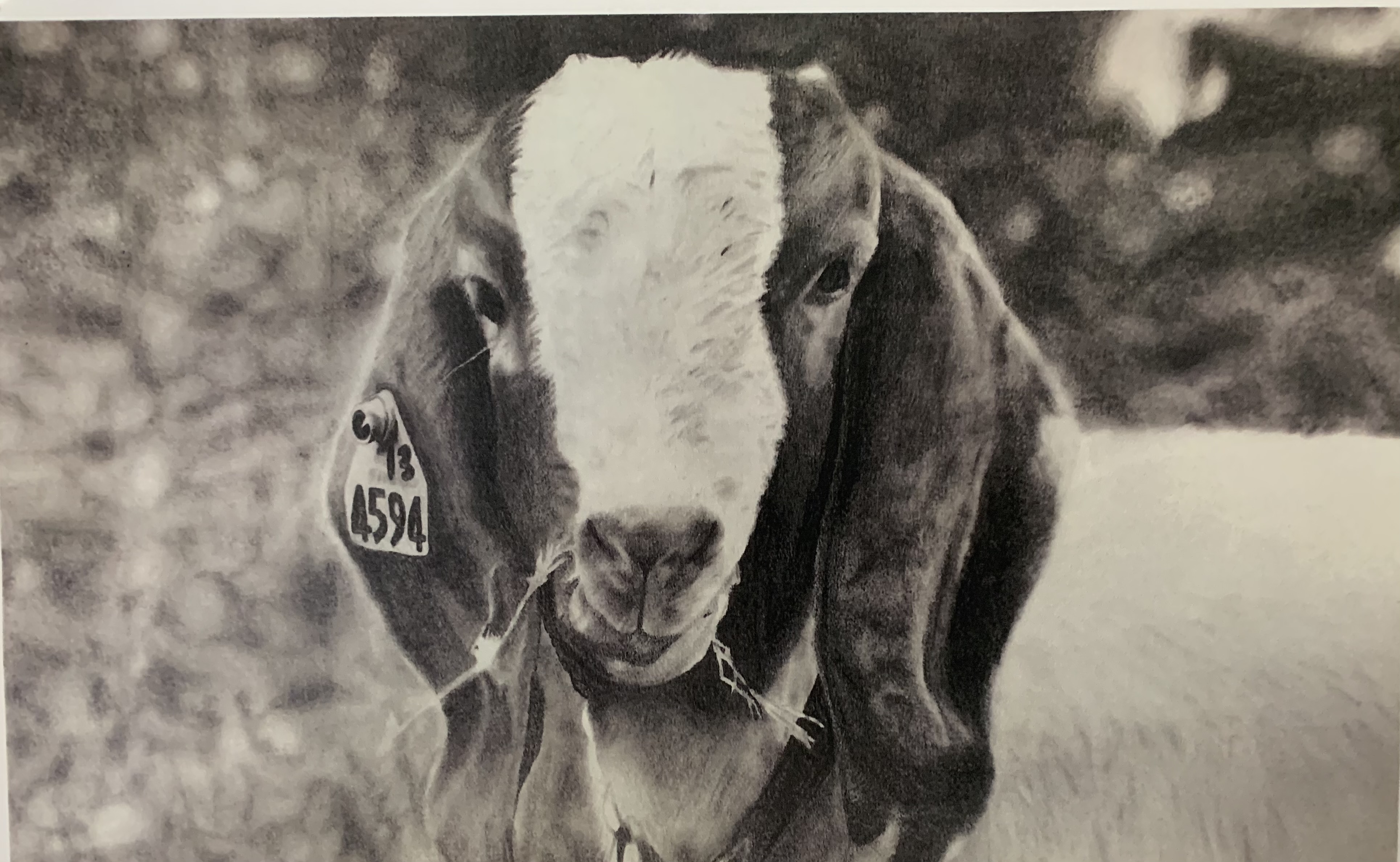 Rodeo Art