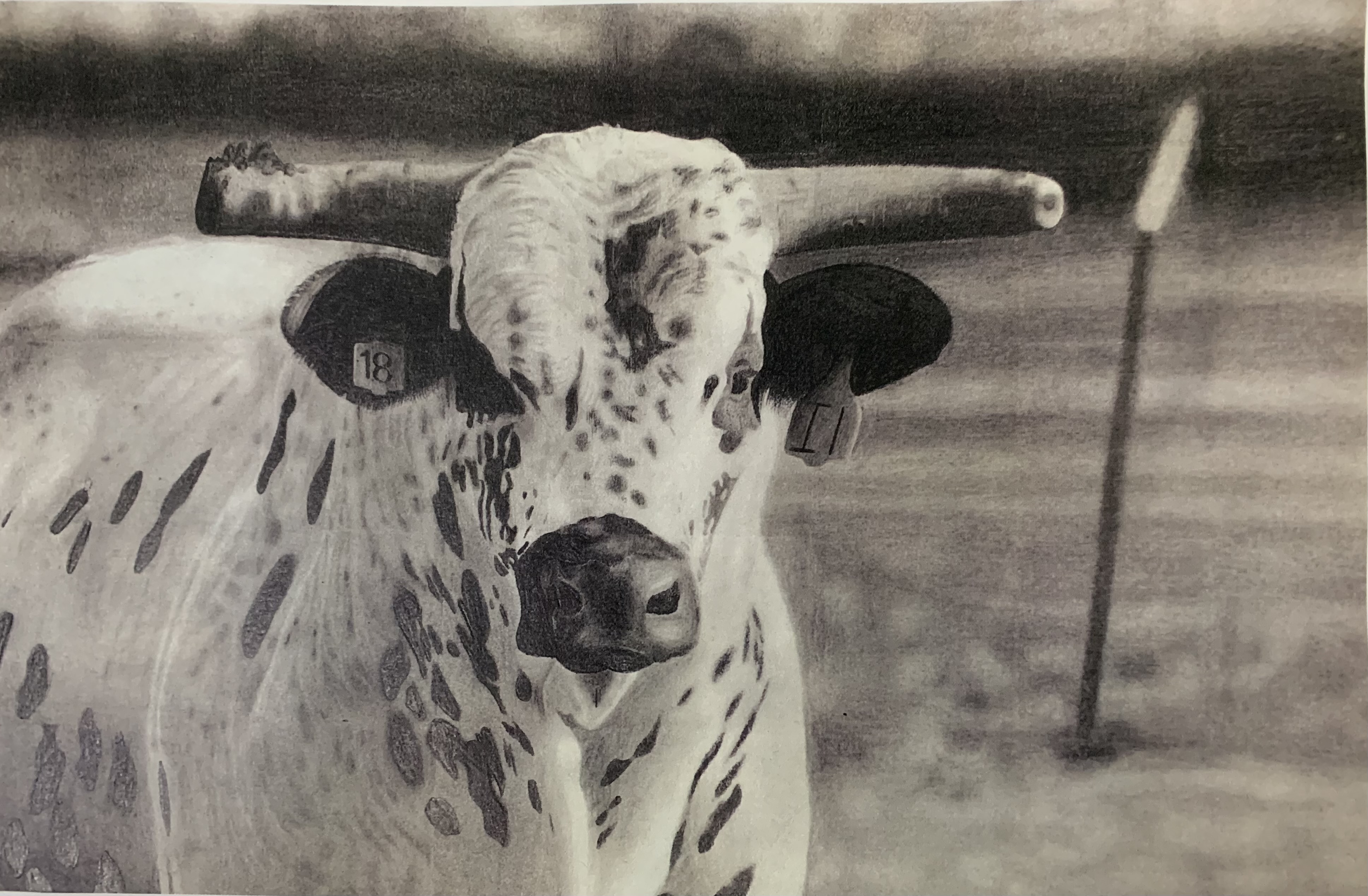 Rodeo Art