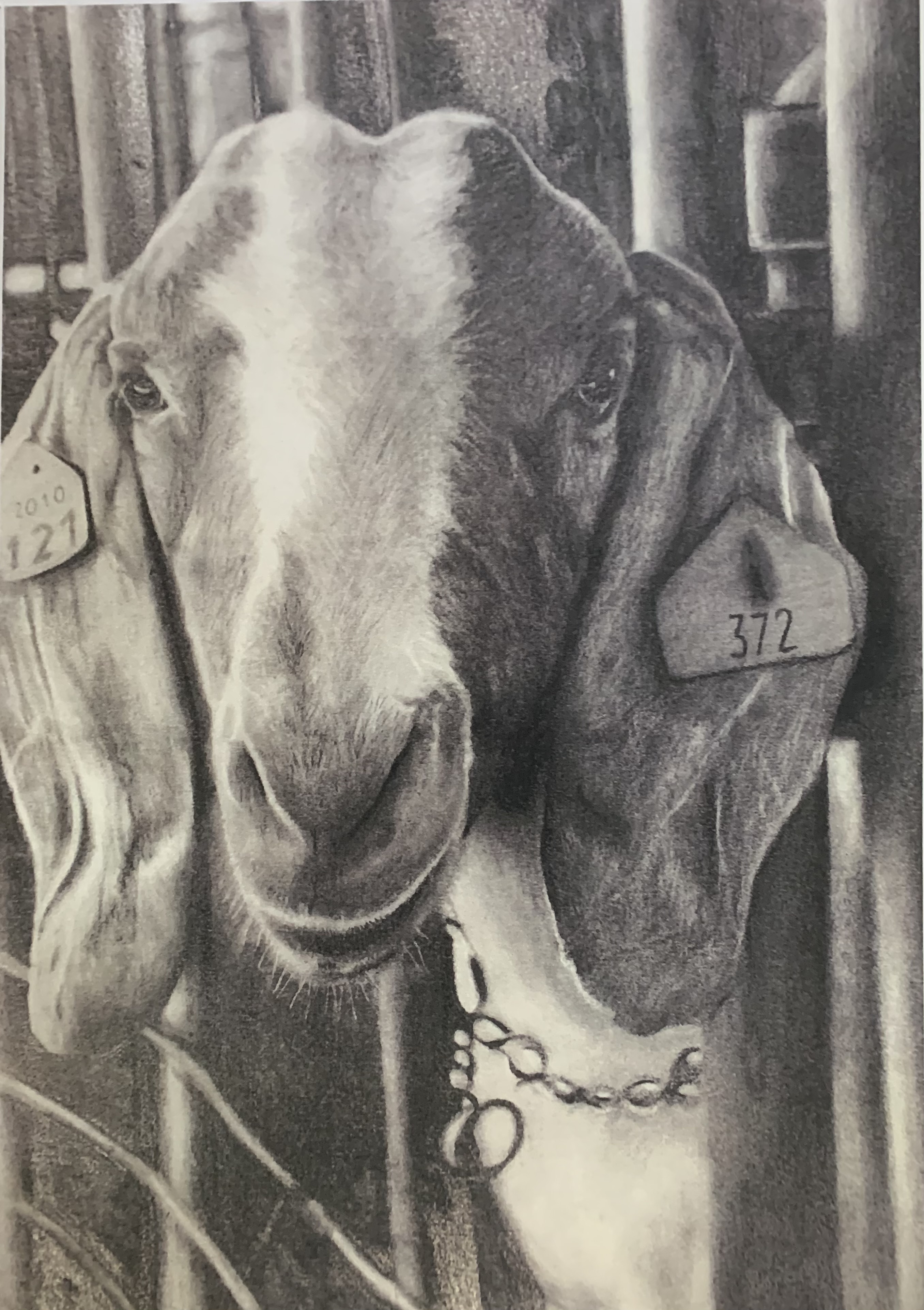 Rodeo Art