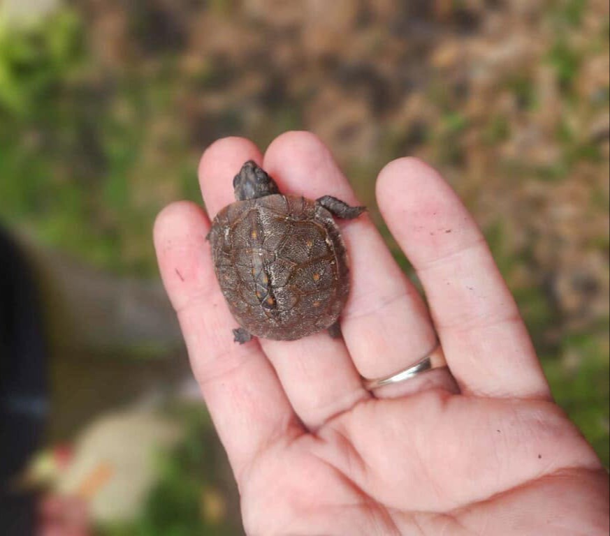 tutle