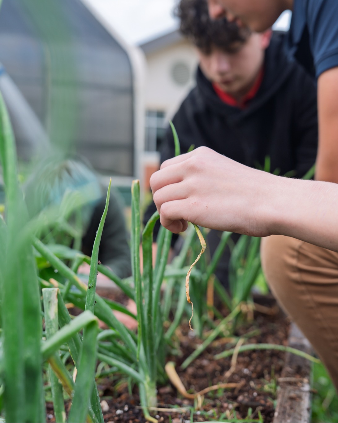 student picking onions in principles of agriculture class
