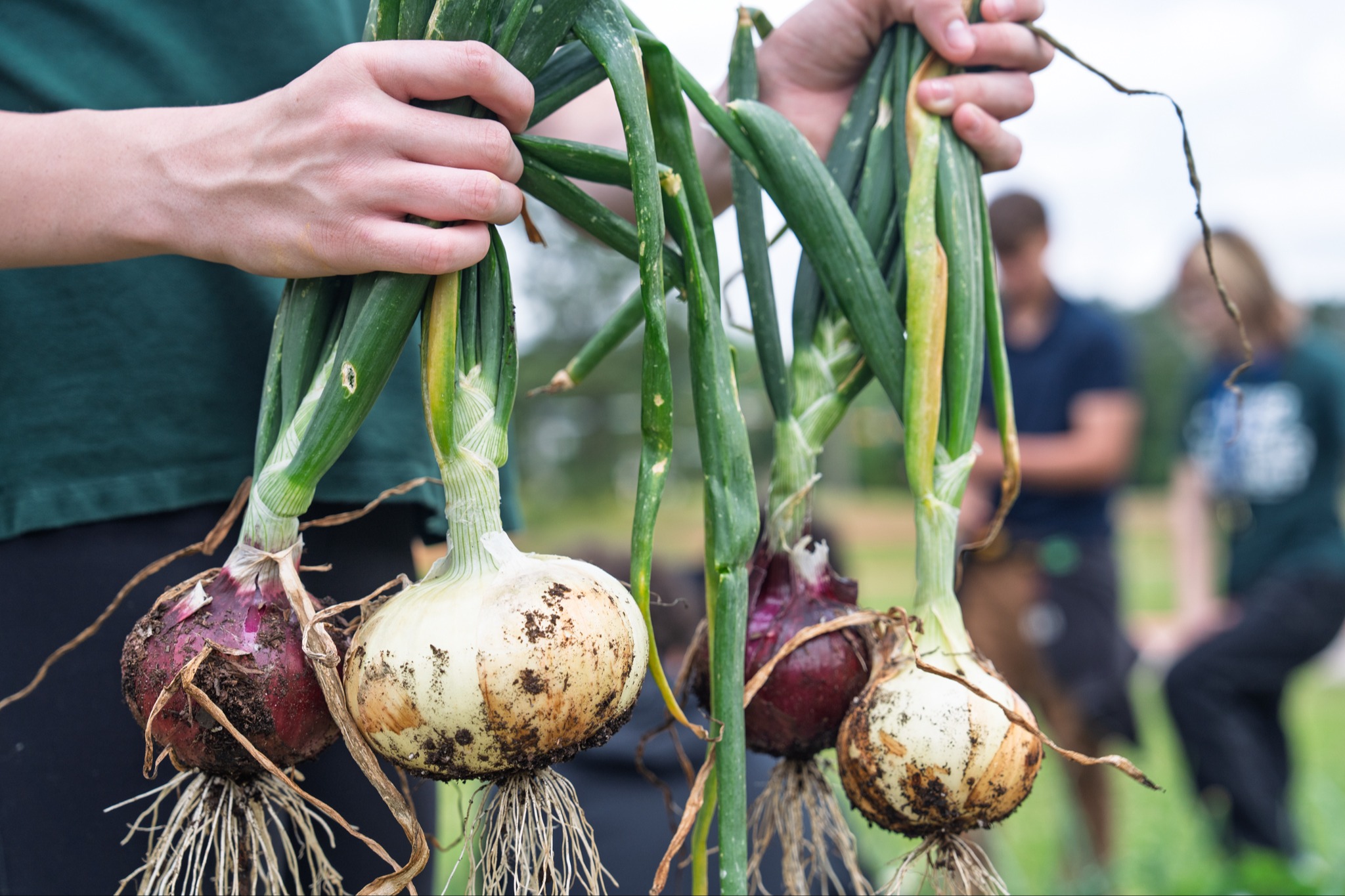 student picking onions