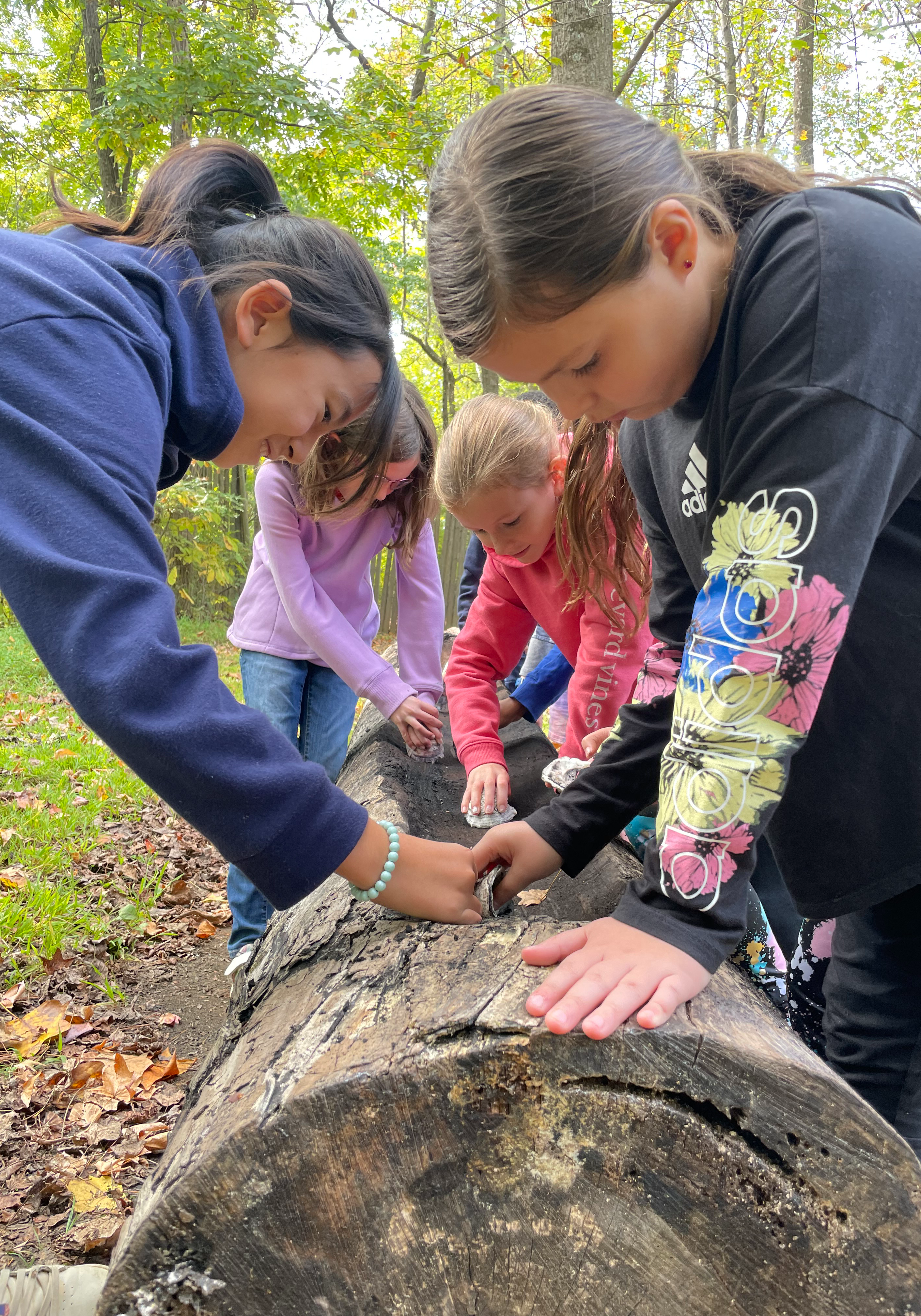 A group of students examining a tree trunk