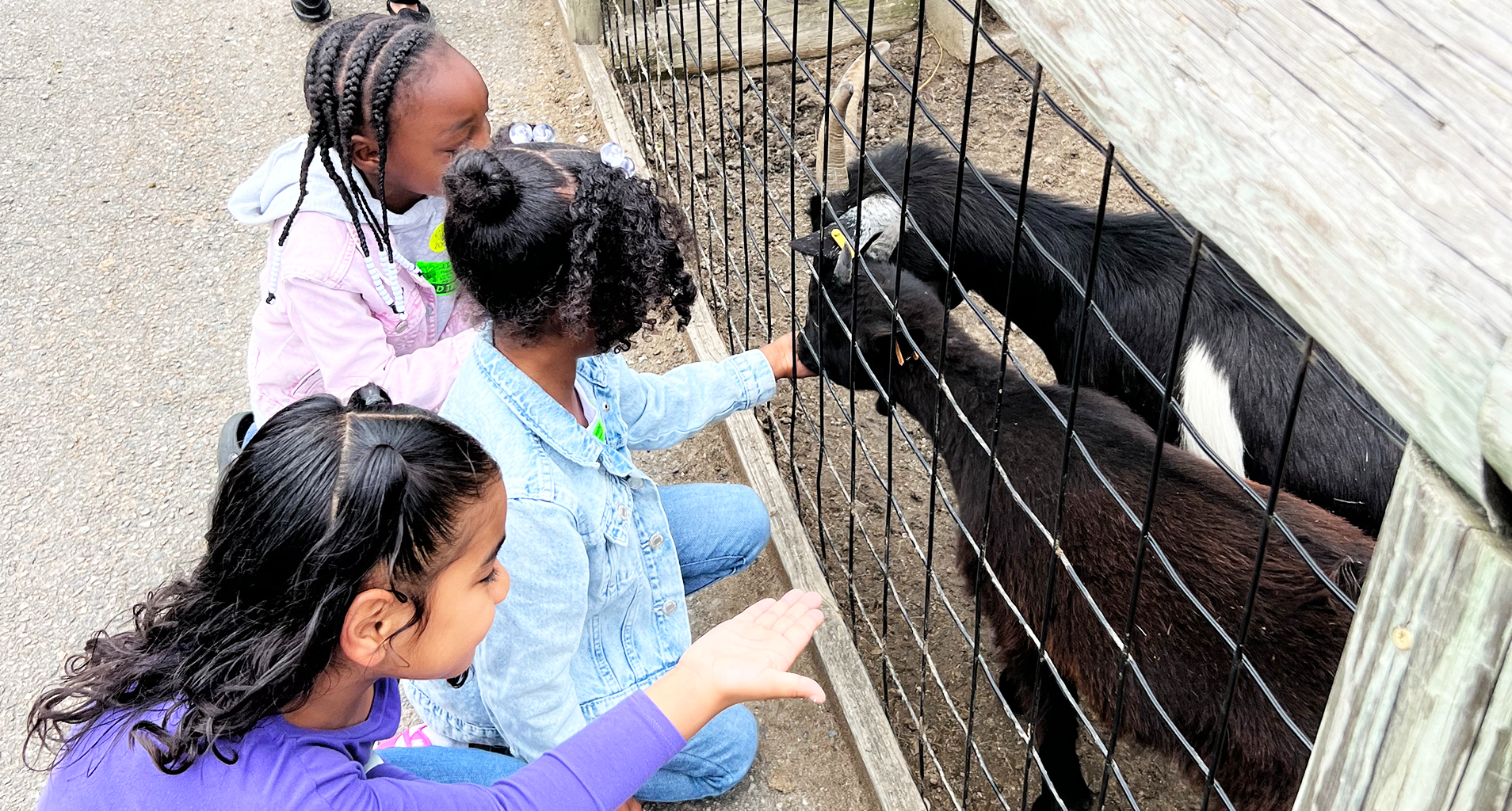Three students feeding goats.