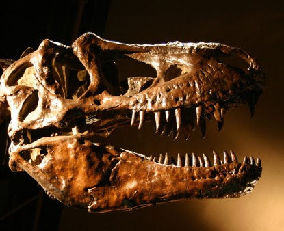 Tyrannosaurus rex skull