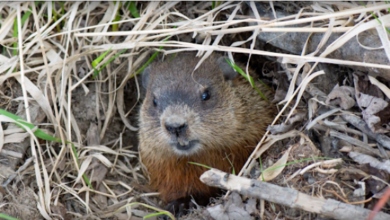 beaver in a bush