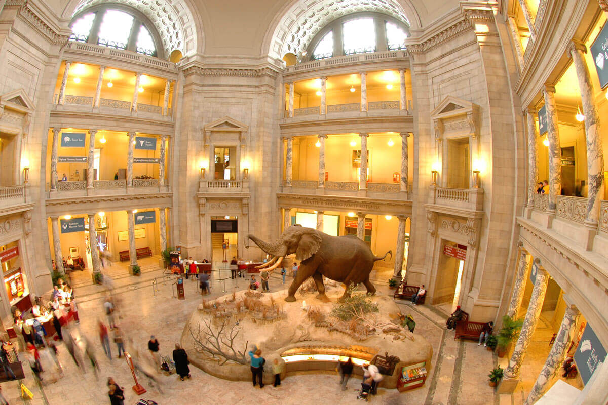 Smithsonian Museum main entrance with Elephant Exhibit