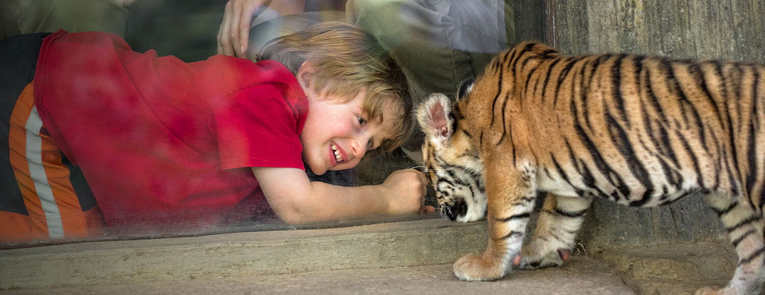 boy smiling with a curious tiger cub