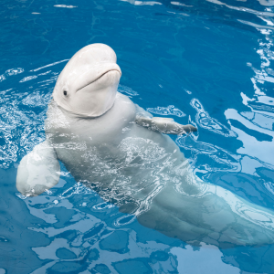 Beluga Whale