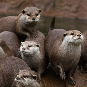 Sea Otters