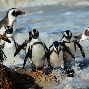 African Penguins 