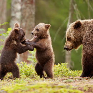 Brown Bears