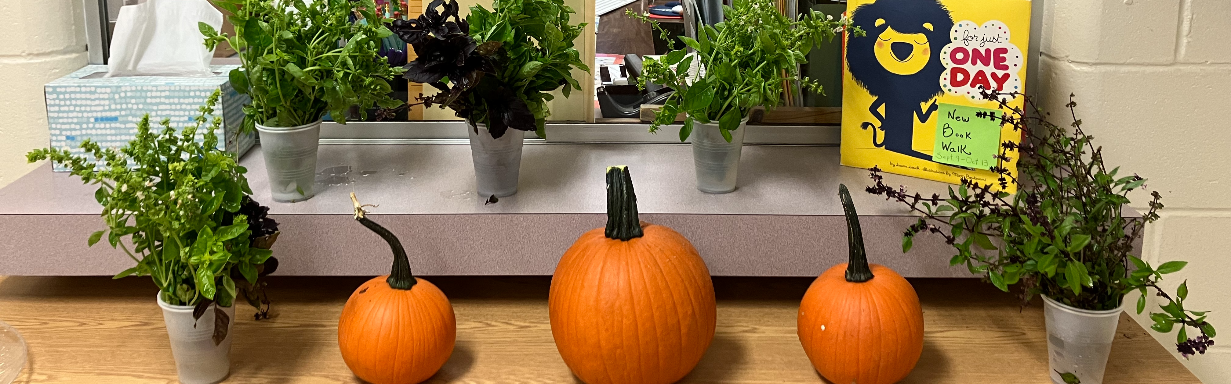 Pumpkins outside main office