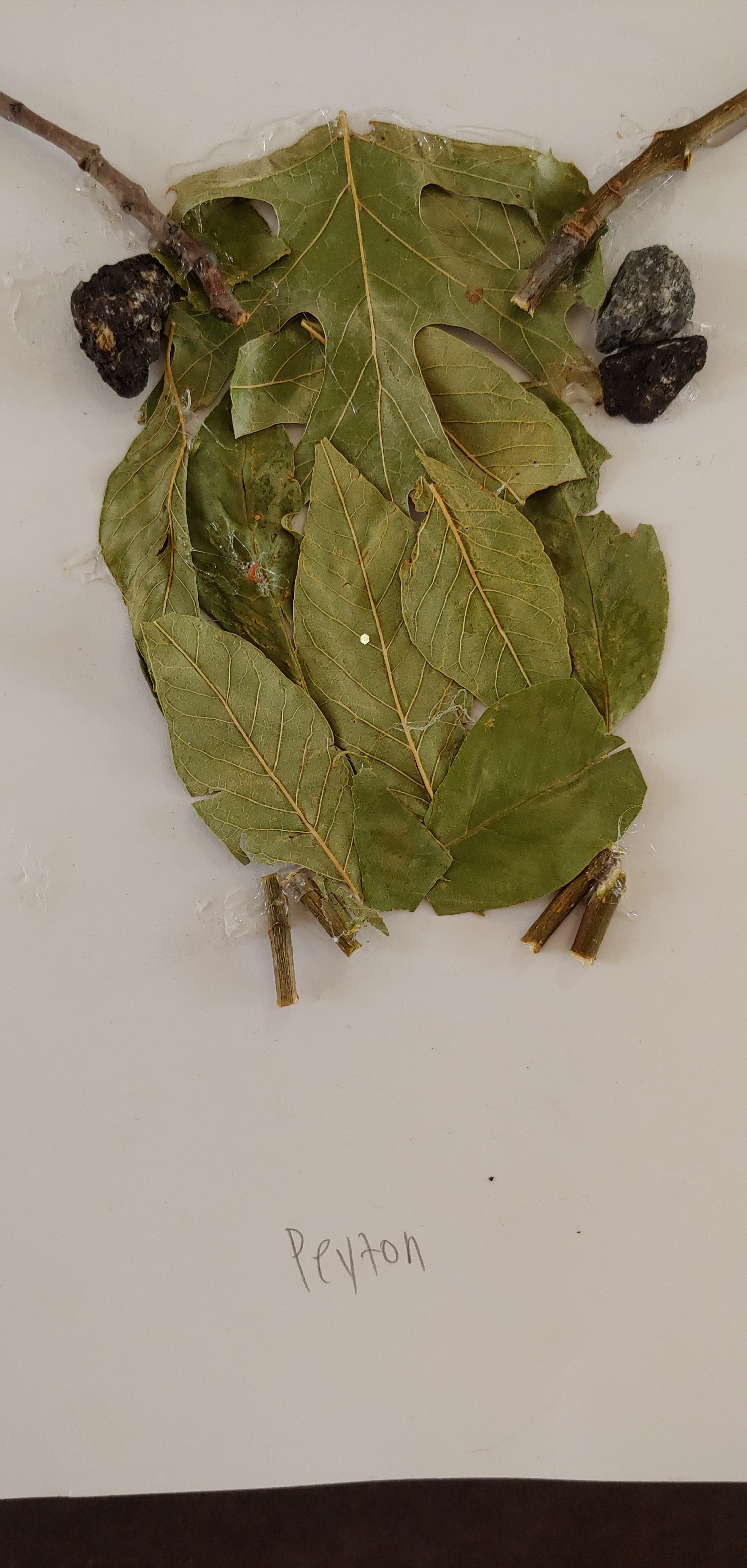 frog made of leaves and sticks