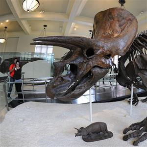 Dinosaur Exhibit - Museum of Natural History