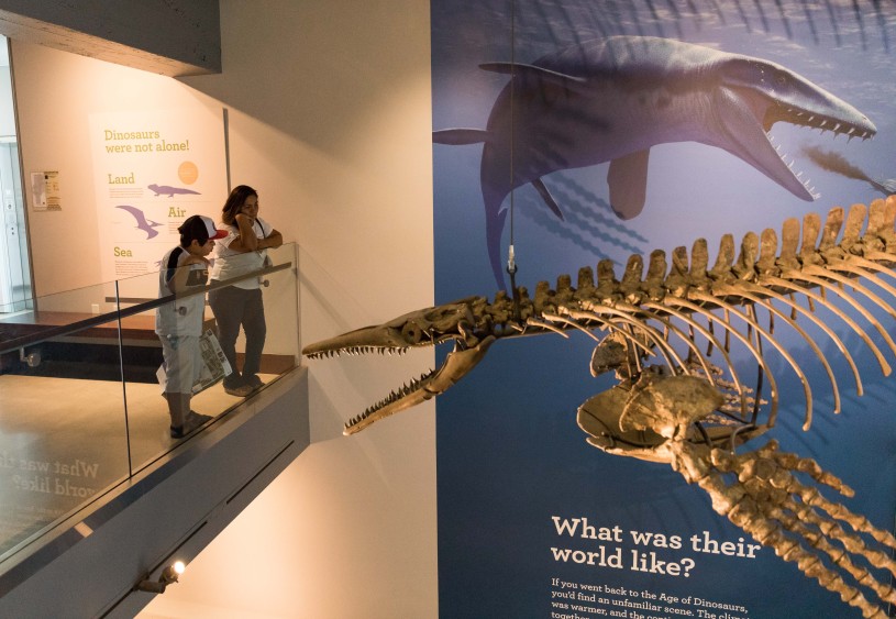 Museum of Natural History - Dinosaur Exhibit