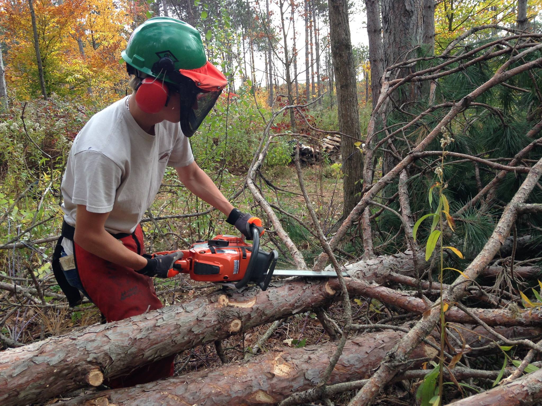 Student in Natural Resources Program using chainsaw to limb tree