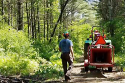 Students working in the woods