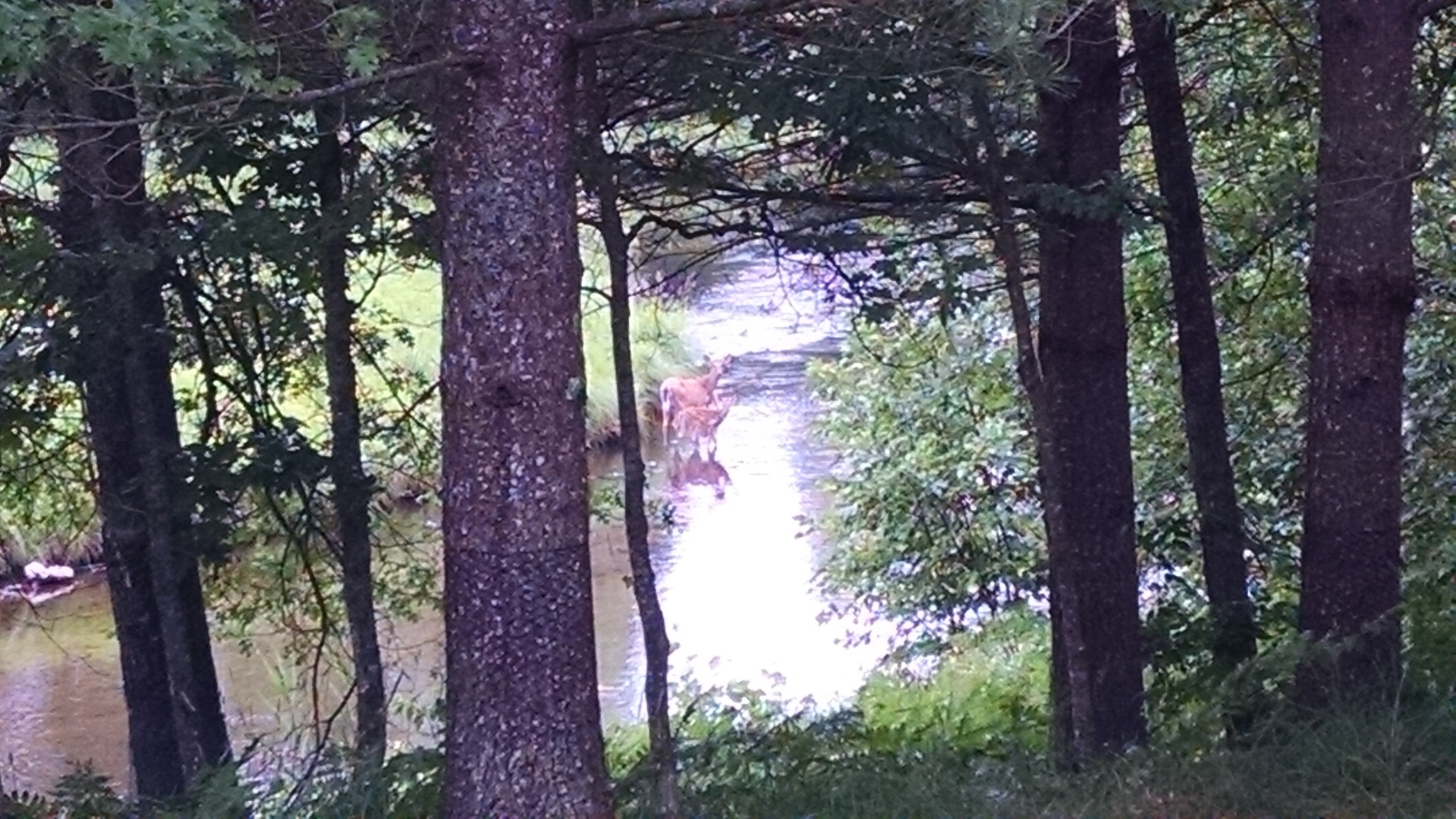 deer in ausable river