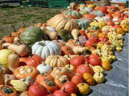 pumpkins
