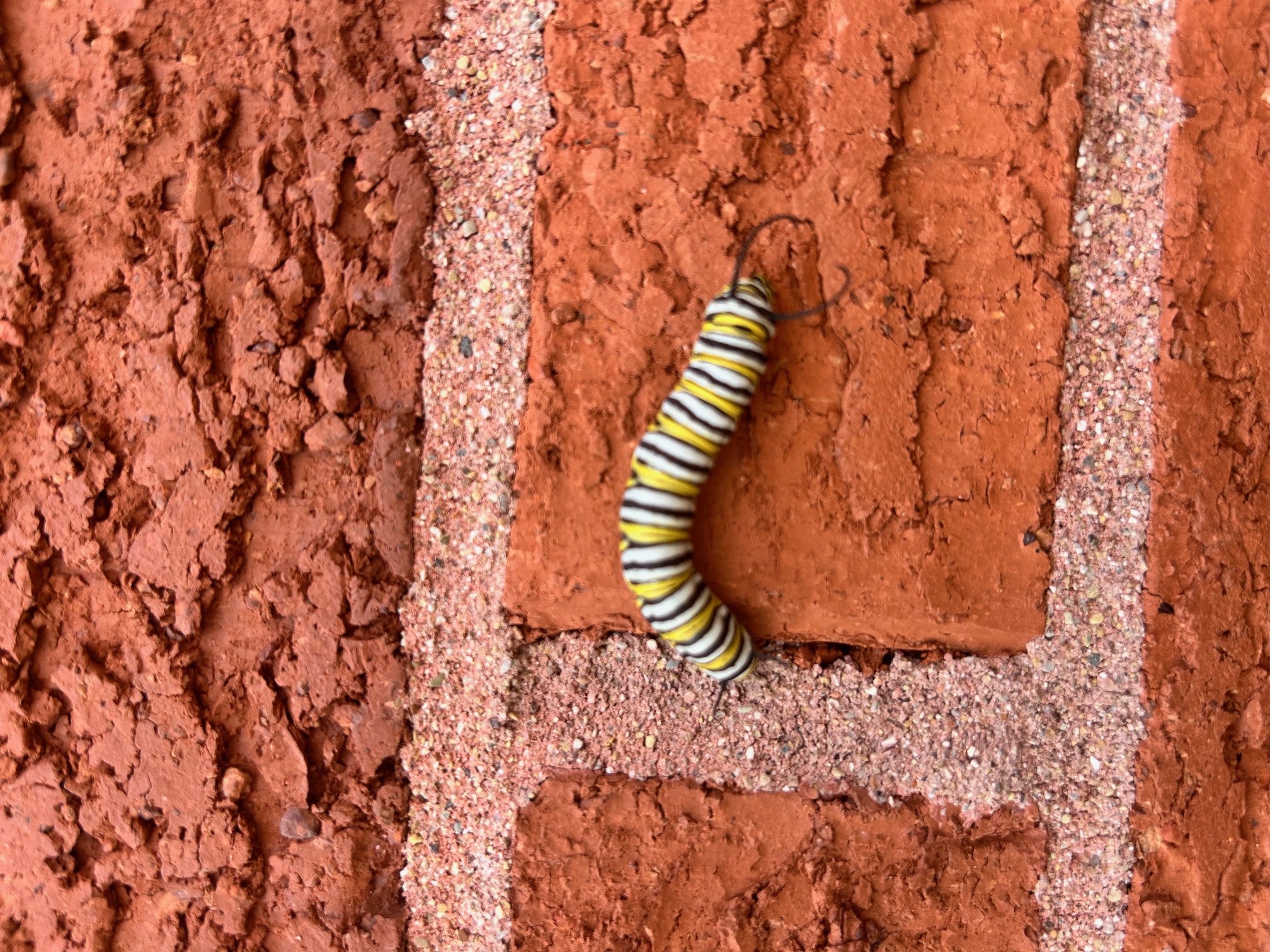 caterpillar on building