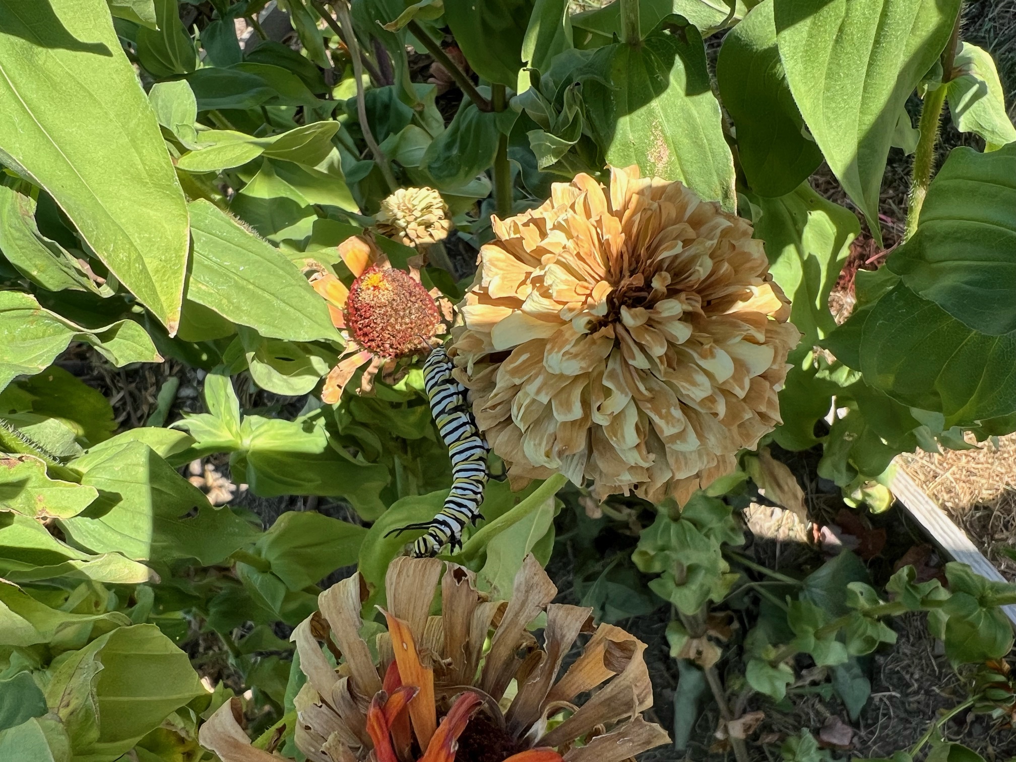 caterpillar near flower