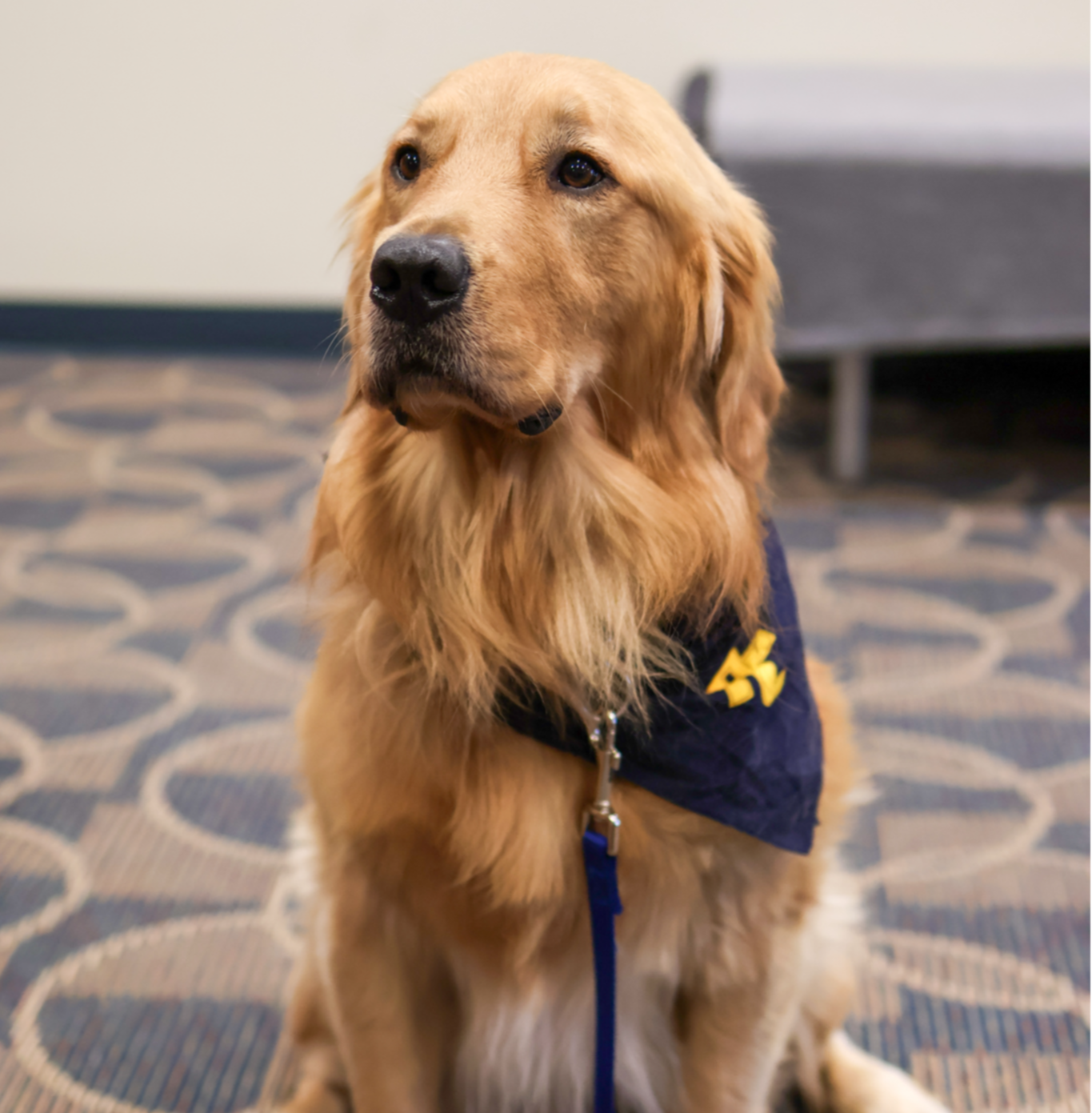 Toby the comfort dog sits