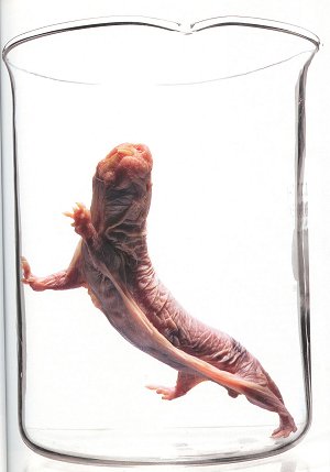 photo of a lizard in a jar