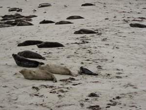 photo of seals in san diego