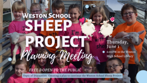 sheep project