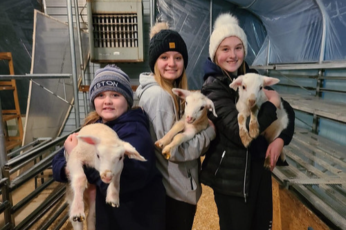 students holding sheep