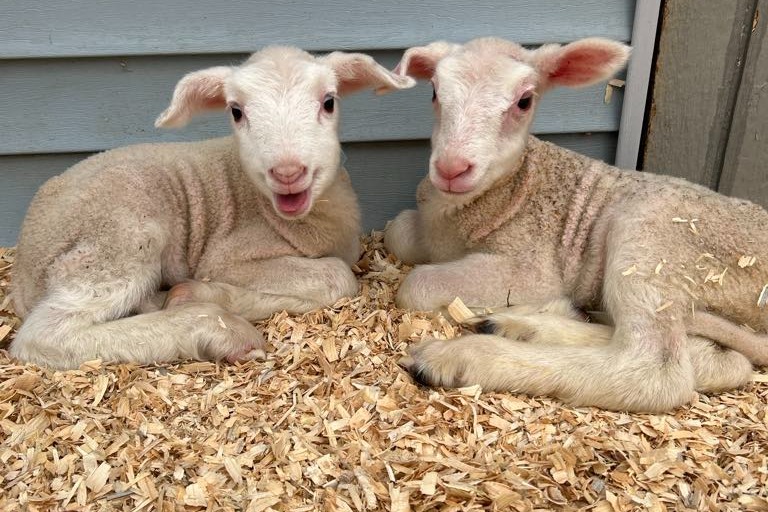 students holding sheep