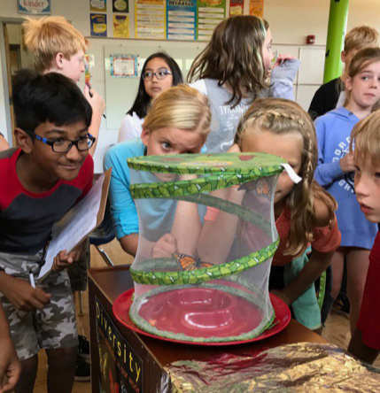 students exploring butterfly habitat