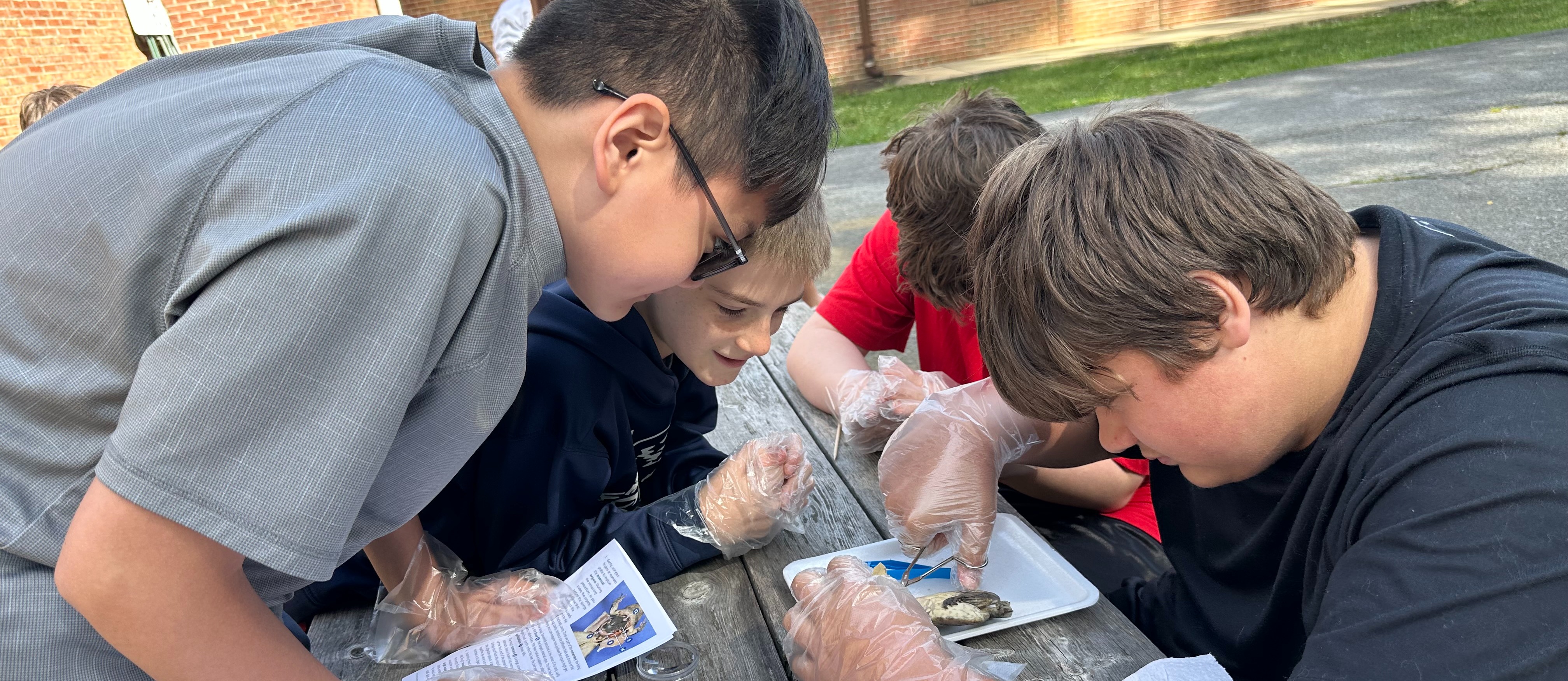 Frog Dissection 