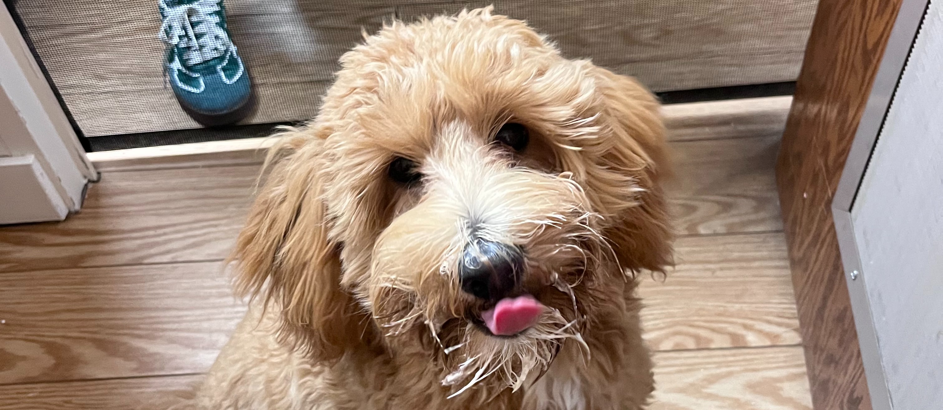 Maple and Pup Cup