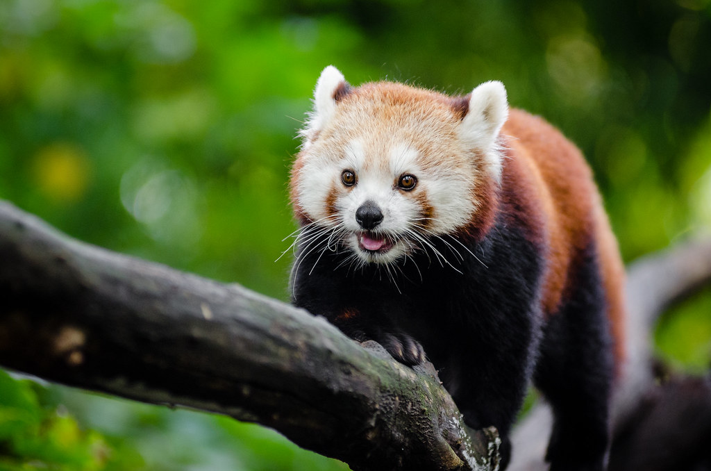 Red Panda