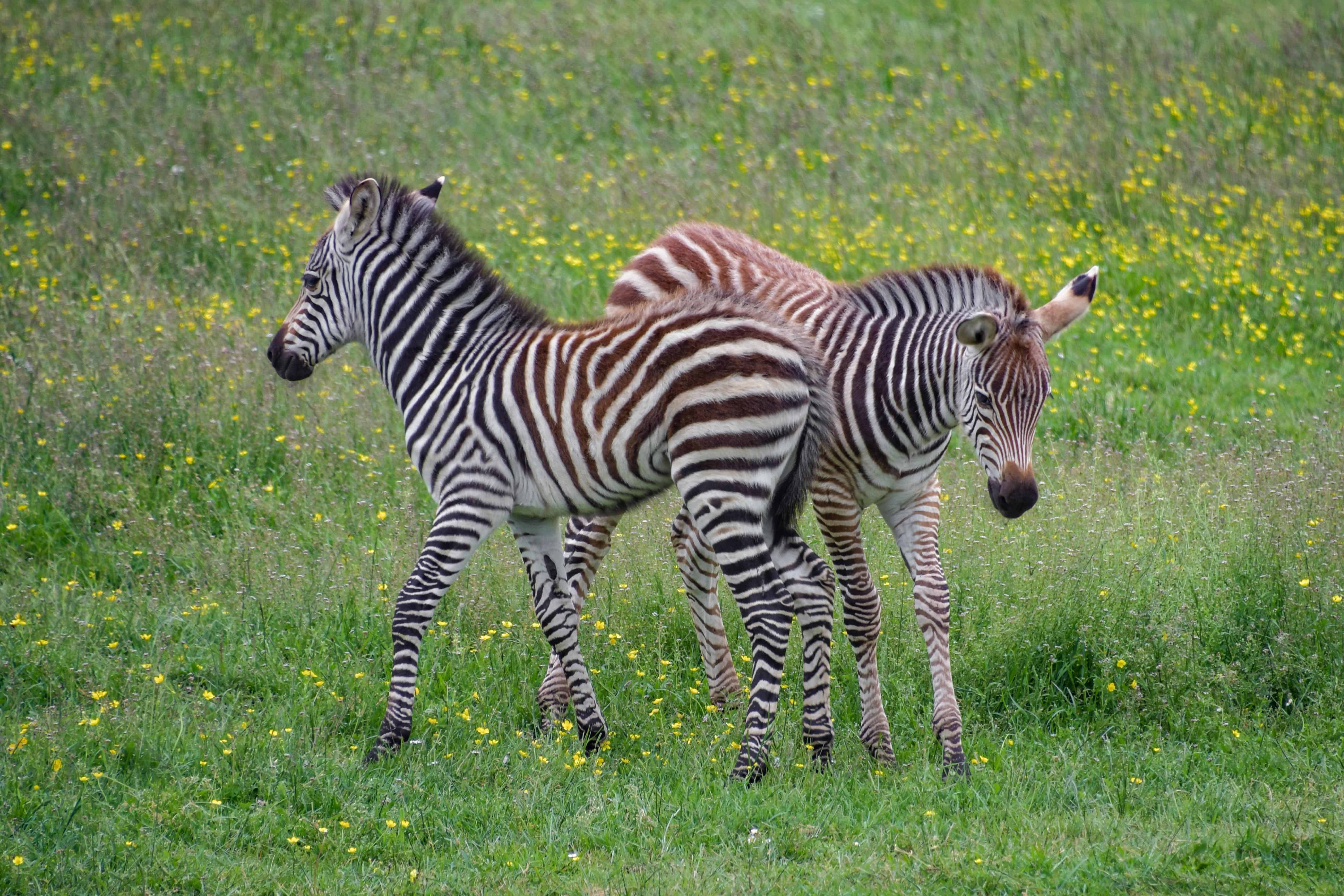 Two Zebras in a field