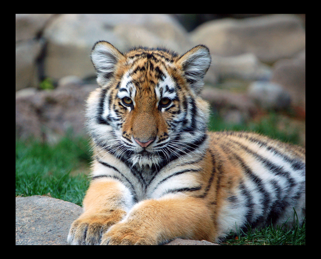 Tiger cub