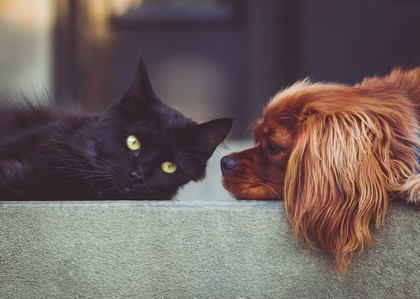 black cat and brown dog