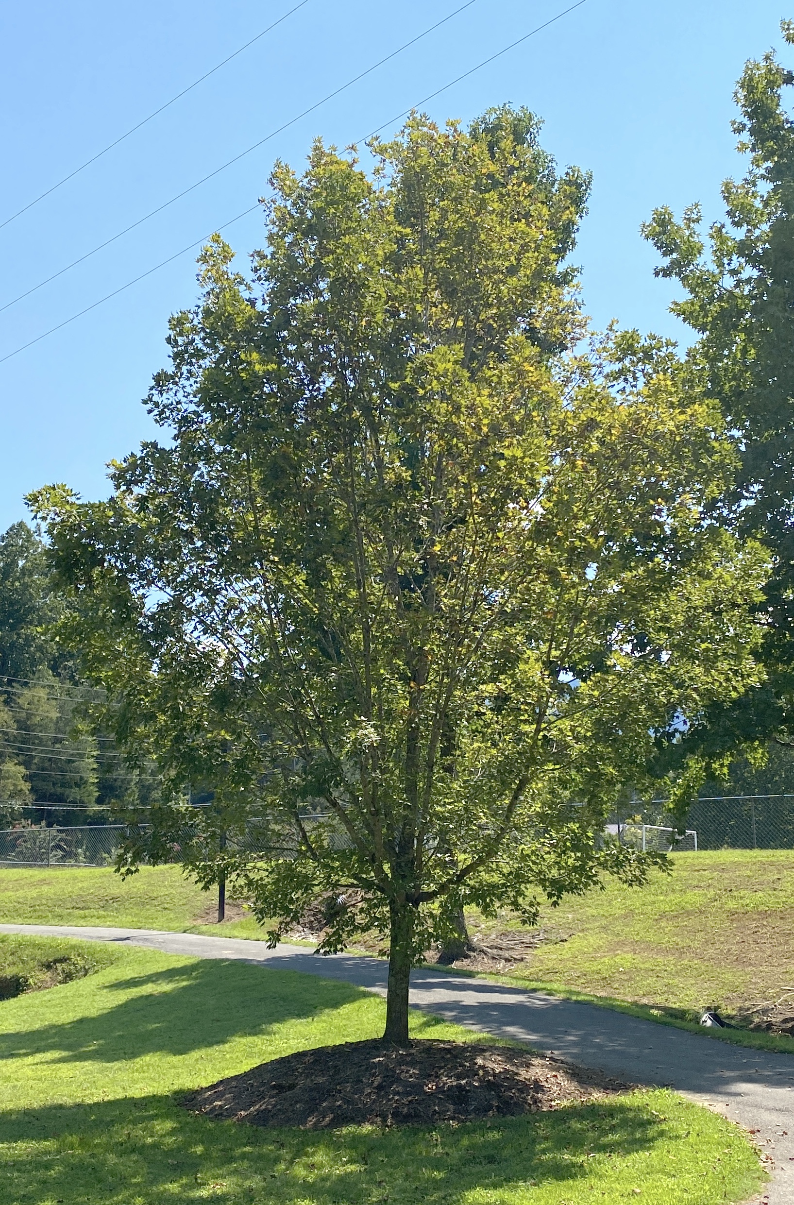 Memorial Tree Program